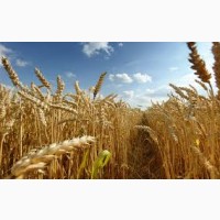 Озима пшениця Чорнява 1р-я
