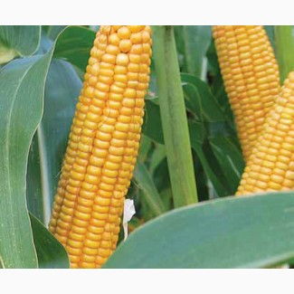 Семена кукурузы, Limagrain, LG 30254, ФАО 260 цена за мешок