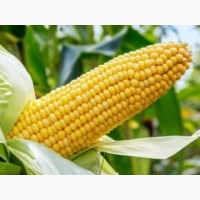 Семена кукурузы ФАБРИС ФАО 280