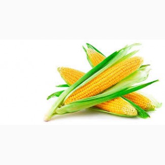 Продам гібридне насіння кукурудзи