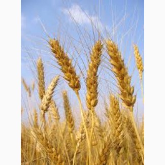 Сорт пшеницы Гренни