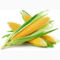 Продам семена кукурузы Подольская 274СВ