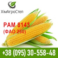 Насіння гібриду кукурудзи РАМ 8143 (ФАО 260)