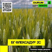 Пшениця тверда, дворучка - BG Flexadur 2S / БГ Флексадур 2С (Durum Seeds)