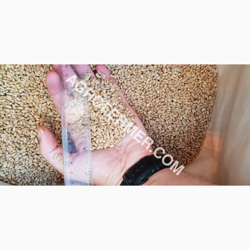 Фото 10. Семена пшеницы сорт FOX мягкий Канадский трансгенный сорт двуручки (элита)