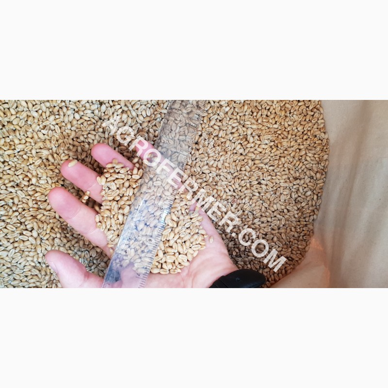 Фото 11. Семена пшеницы сорт FOX мягкий Канадский трансгенный сорт двуручки (элита)