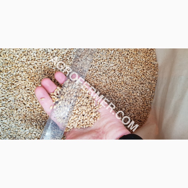 Фото 12. Семена пшеницы сорт FOX мягкий Канадский трансгенный сорт двуручки (элита)