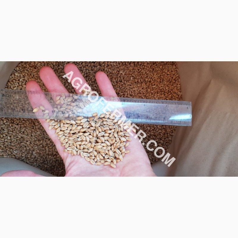 Фото 6. Семена пшеницы сорт FOX мягкий Канадский трансгенный сорт двуручки (элита)