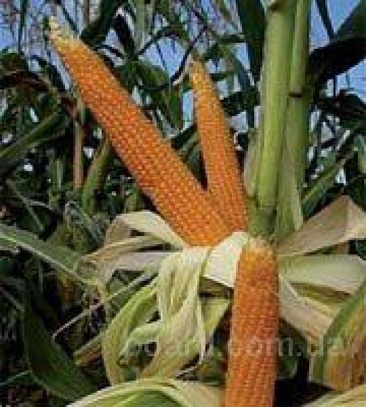 Фото 2. Продаются семена кукурузы, разные сорта