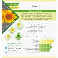 Насіння гібридів соняшнику АМАТО G+ (115-120 дн) 2020 року урожаю