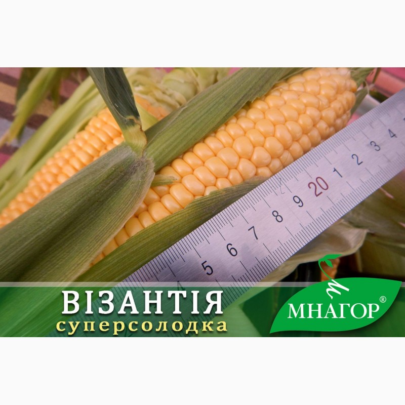 Фото 4. Насіння цукрової кукурудзи ТМ Мнагор, SH2-тип, цукор від 20%, гібриди від 68 до 80 днів