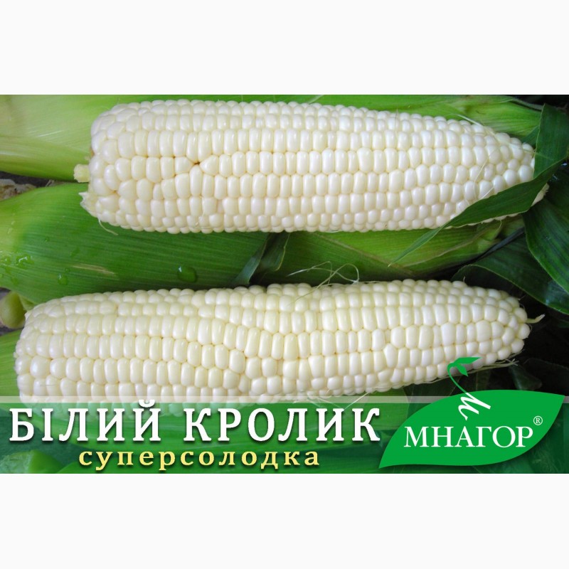 Фото 3. Насіння цукрової кукурудзи ТМ Мнагор, SH2-тип, цукор від 20%, гібриди від 68 до 80 днів