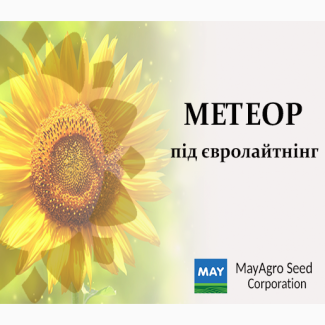 Продам насіння соняшнику гібрид Метеор/8 рас вовчок/посухостійкий