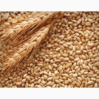 Куплю фуражную пшеницу