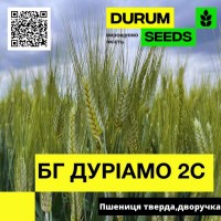 Пшениця тверда, дворучка - BG Duriamo 2S / БГ Дуріамо 2С (Durum Seeds)