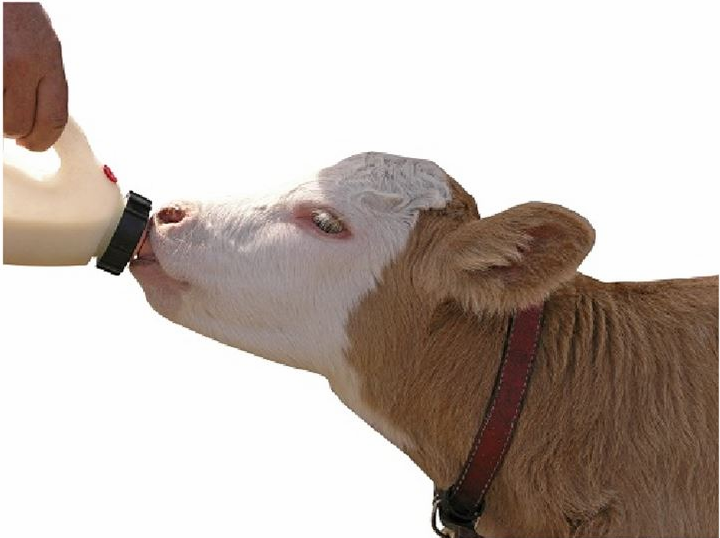 Фото 3. Сухое молоко на основе сои для выпаивания животных