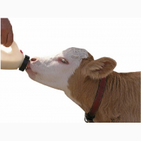 Сухое молоко на основе сои для выпаивания животных
