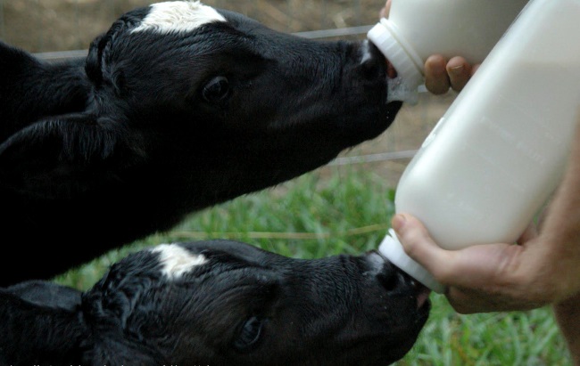 Фото 4. Сухое молоко на основе сои для выпаивания животных