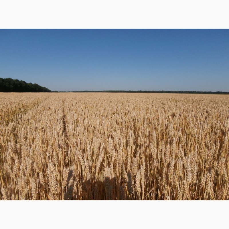 Фото 10. Пшениця від виробника