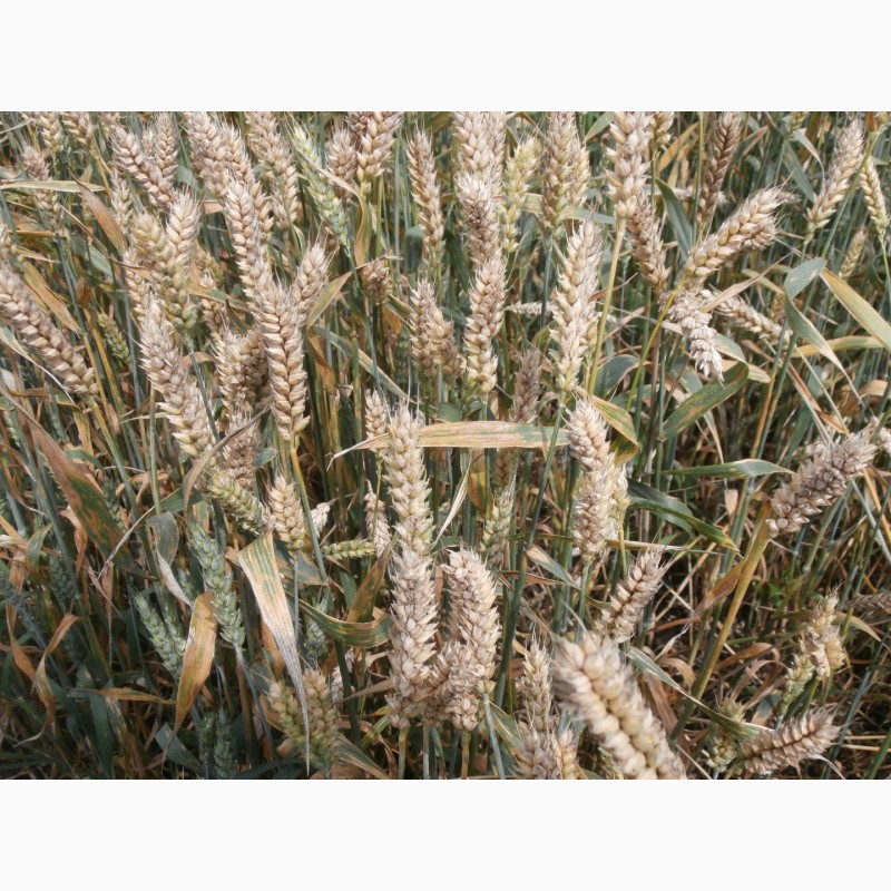 Фото 12. Пшениця від виробника