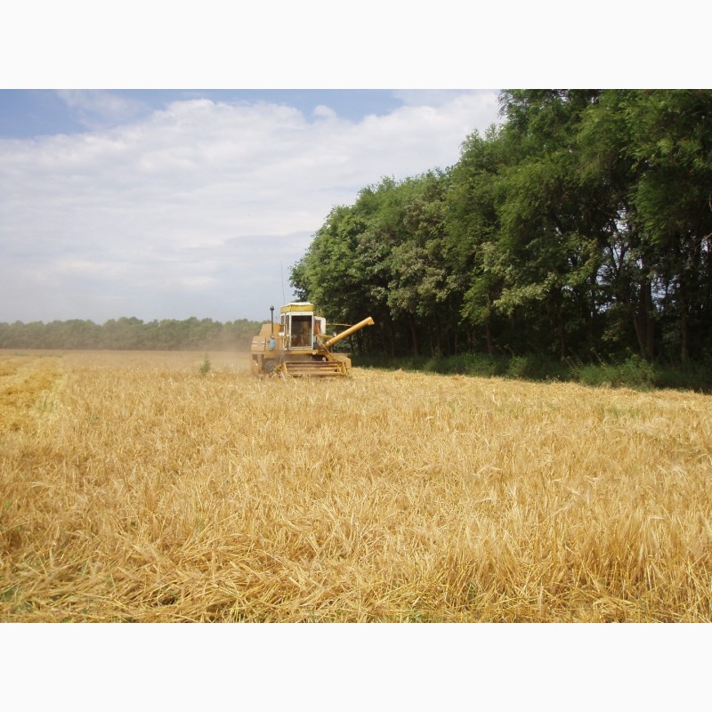 Фото 13. Пшениця від виробника