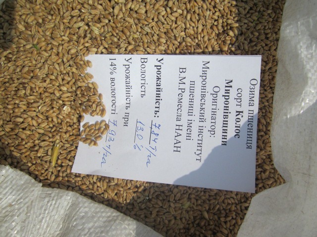 Фото 2. Пшениця від виробника
