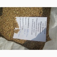 Пшениця від виробника