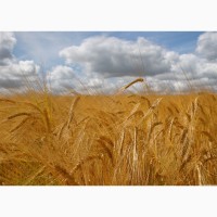 Компания на постоянной основе ЗАКУПАЕТ пшеницу, ячмень, кукурузу