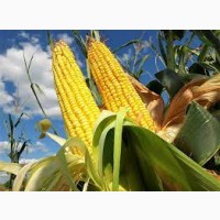 Семена кукурузы Экодар 280 (ФАО 280)