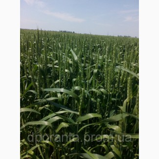Насіння ярої пшениці Елегія миронівська БН, еліта, СН-1