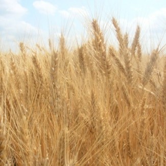 Продам семена озимой мягкой пшеницы сорт Селевита