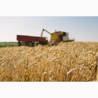 Продам пшеницу - Урожай 2018 - зі складу, Волынская обл