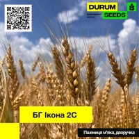 Пшениця м#039;яка, дворучка - BG Ikona 2S / БГ Икона 2С (Durum Seeds)