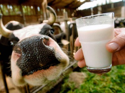 Заменитель цельного молока для телят поросят козлят