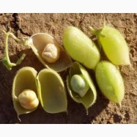 Продам насіння нуту Сієрра (США)