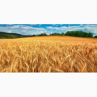 Куплю зерновые и отходы зерновых