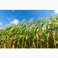 Гибрид Фризби ФАО 260 семена кукурузы
