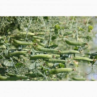 Компанія ОСЕВА реалізує насіння гороху сортів: Гамбіт, Зекон