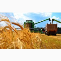 Перевезення зерна і зернових вантажів по Україні
