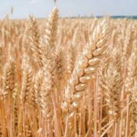 Семена озимой пшеницы ОВИДИЙ