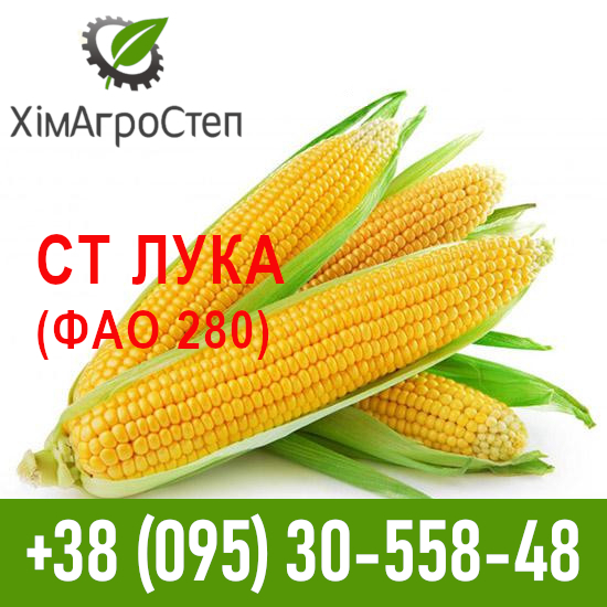Фото 10. ТОВ ХімАгроСтеп пропонує насіння кукурудзи (ФАО 180 - 340)