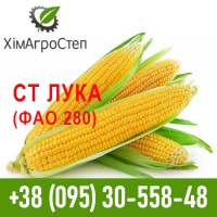 ТОВ ХімАгроСтеп пропонує насіння кукурудзи (ФАО 180 - 340)