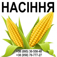 ТОВ ХімАгроСтеп пропонує насіння кукурудзи (ФАО 180 - 340)