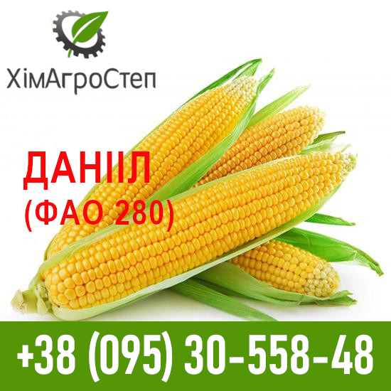 Фото 3. ТОВ ХімАгроСтеп пропонує насіння кукурудзи (ФАО 180 - 340)