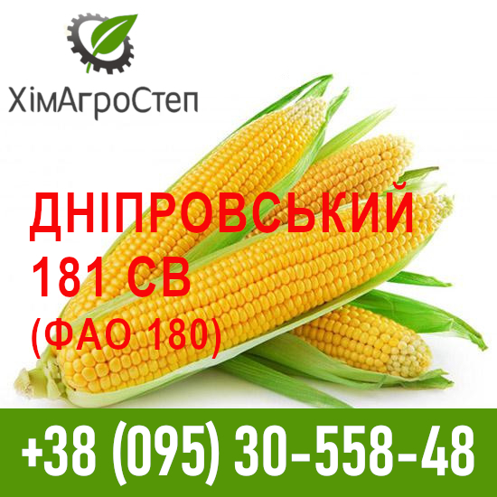 Фото 6. ТОВ ХімАгроСтеп пропонує насіння кукурудзи (ФАО 180 - 340)