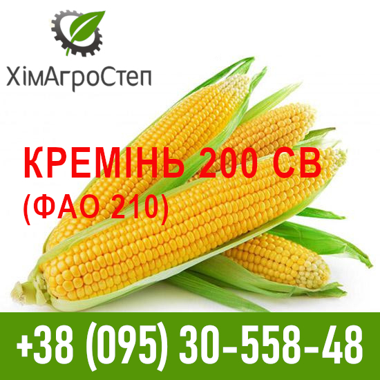 Фото 8. ТОВ ХімАгроСтеп пропонує насіння кукурудзи (ФАО 180 - 340)