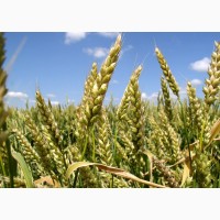 Семена пшениці ЛенноксДвуручка, Канада