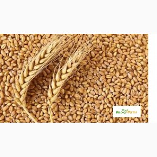 Озимая пшеница Октава Одесская, семена (элита ) урожай 2021 г