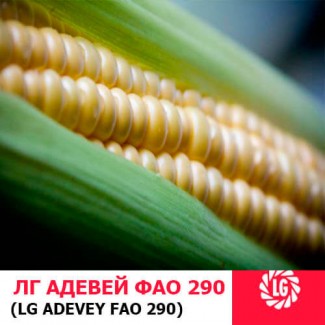 Семена кукурузы Адевей Лимагрейн ФАО 290 цена за мешок