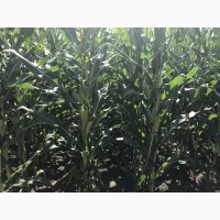 Семена кукурузы ЛГ 3350 ФАО 350 (Lg 3350) цена за мешок